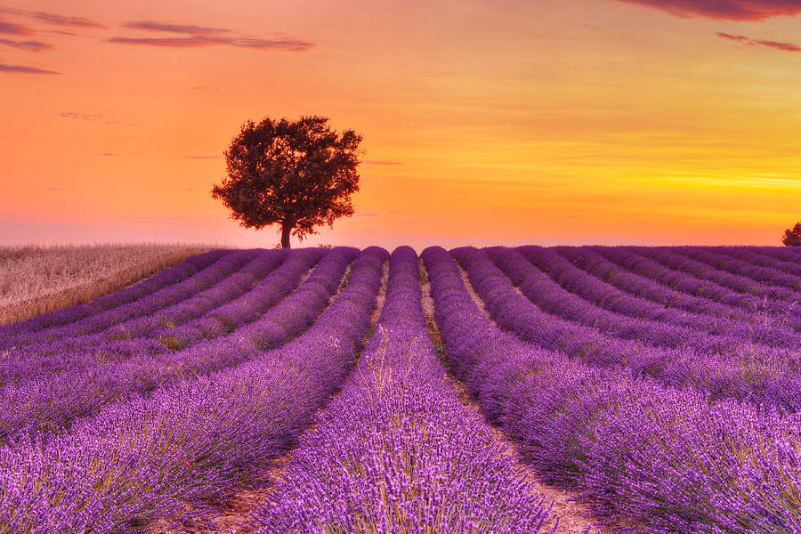 Valensole Lavender Fields